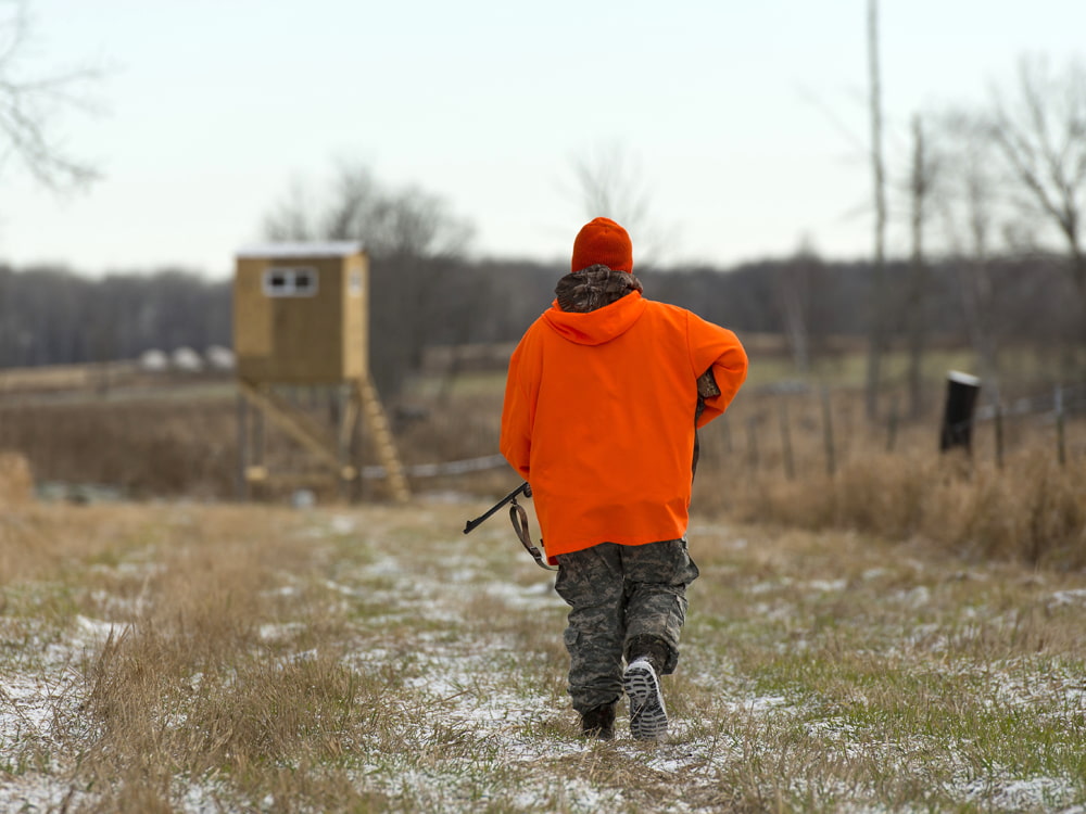 Deer hunter in orange safety jacket walking in a field with a hunting stand in the background
